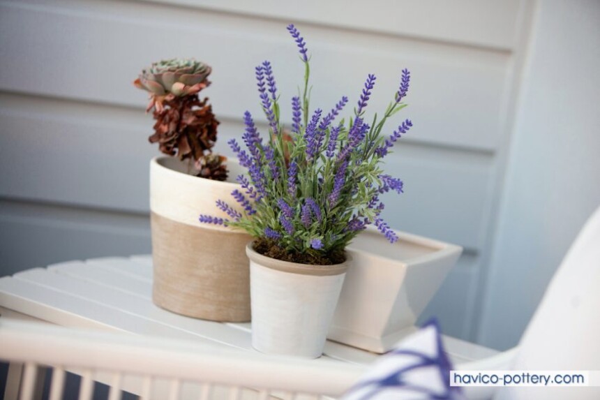 Cây oải hương thần dược an thần tự nhiên