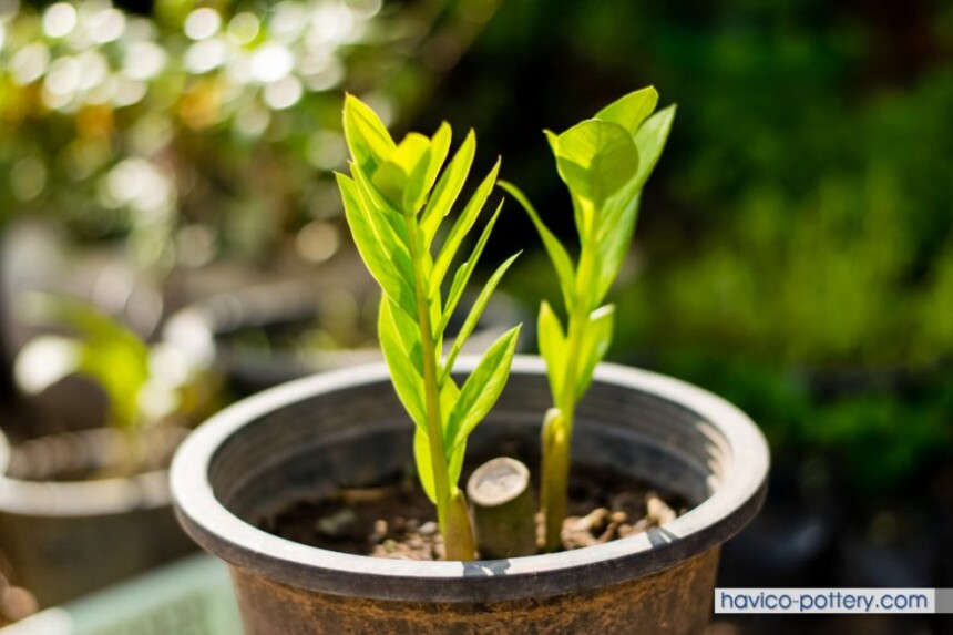 Cây kim tiền có nguồn gốc từ Châu Phi