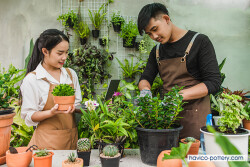 Khởi nghiệp kinh doanh cây kiểng thành công