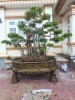 Chậu betong bầu dục TL05_12