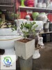 Chậu Đá Mài Vuông_12