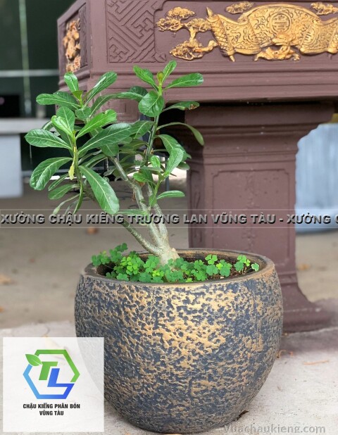 Chậu Tô Tròn Vân Rối